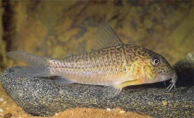 Corydoras sp. C94